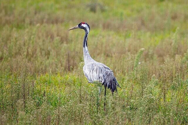 Common crane walking across open grassland in the UK countryside