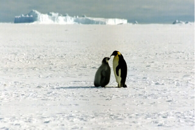 Emperor penguins standing on Antarctic sea ice, highlighting the impact of climate change on polar wildlife