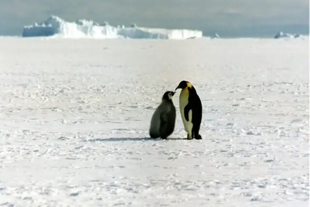 Emperor penguins standing on Antarctic sea ice, highlighting the impact of climate change on polar wildlife