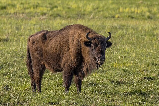 Female European bison in forest habitat, smaller and lighter build than male, brown fur with short curved horns grazing among trees