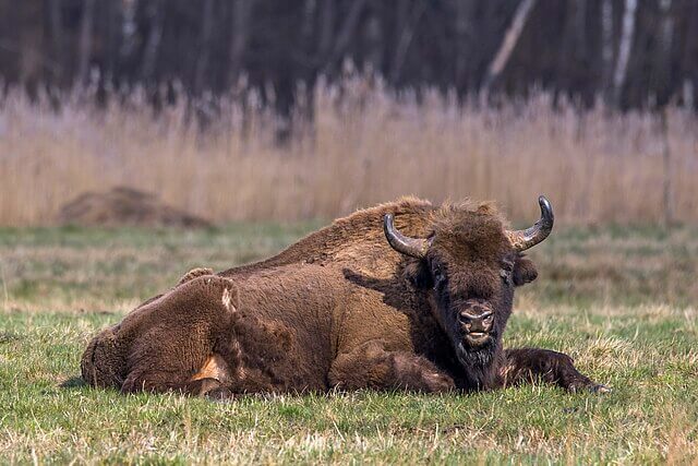 Male European bison standing in woodland, large muscular body with dark brown shaggy coat, prominent hump and curved horns
