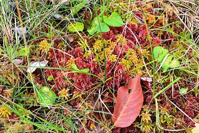 Close-up of green and red sphagnum moss growing in wet peat bog, key species for carbon storage and peat formation