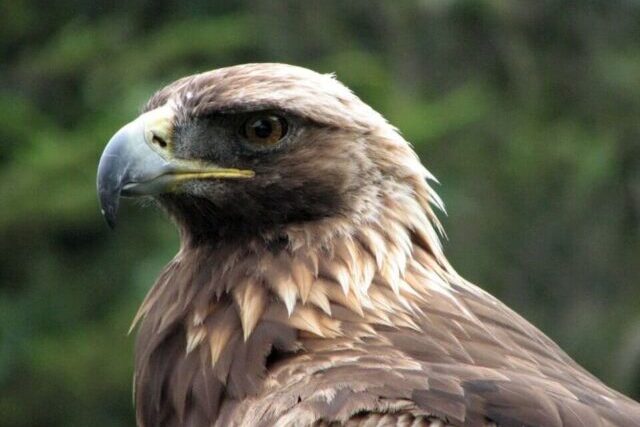 Close-up of a golden eagle’s head showing sharp beak, piercing eyes and golden-brown feathers