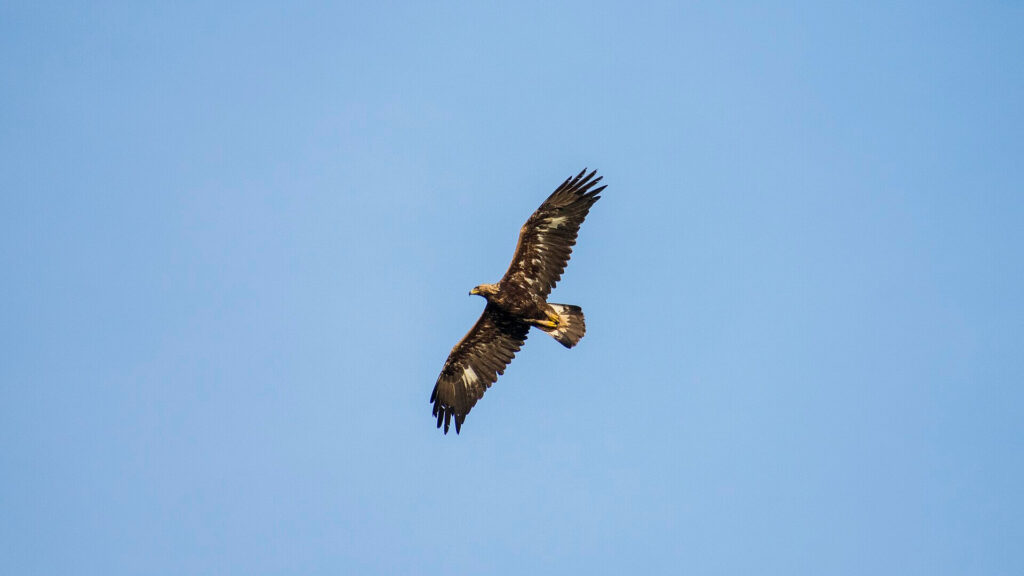 Golden eagle soaring high in the sky with wings fully spread over upland landscape