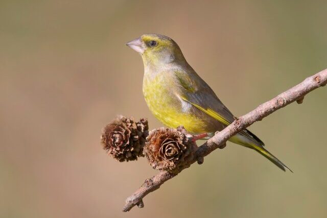 Male greenfinch with yellow wing markings in a UK garden