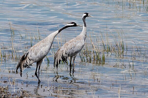 Common crane standing in a UK wetland habitat surrounded by reeds and shallow water