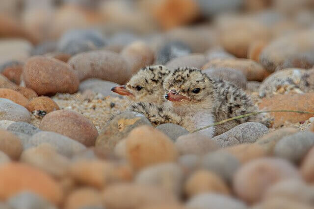 Newly hatched little tern chicks camouflaged on coastal shingle