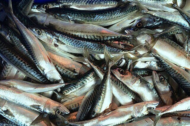 Atlantic mackerel shoal in UK seas, a species under pressure from overfishing and declining stocks