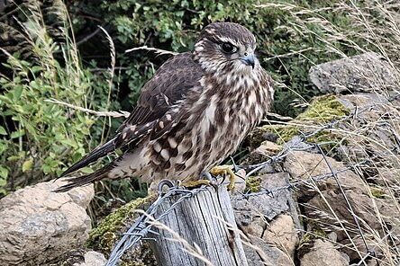 British merlin bird of prey in moorland environment