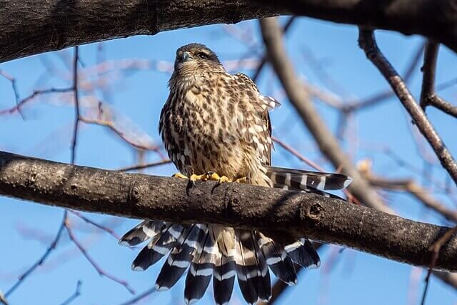 Merlin falcon, UK’s smallest bird of prey, perched in natural habitat