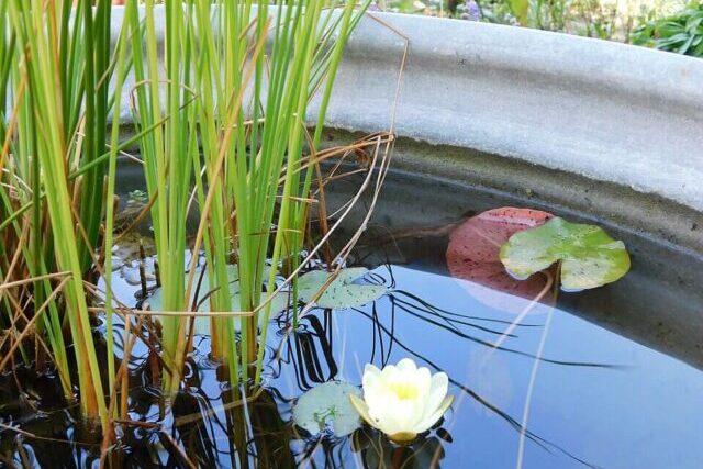Mini wildlife pond made from a recycled container, filled with rainwater, stones, and native plants, creating a small habitat for insects, birds, and amphibians in a garden setting