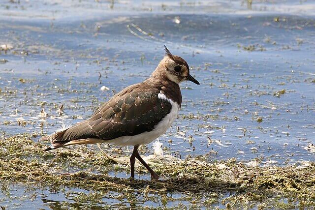 Northern lapwing in UK farm wetland.