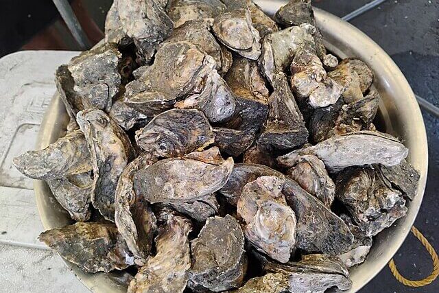 Fresh bowl of Japanese oysters, highlighting seafood from Japan