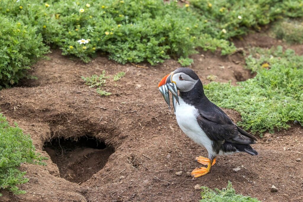 Atlantic puffin at burrow entrance carrying sandeels, key seabird food source in the North Sea