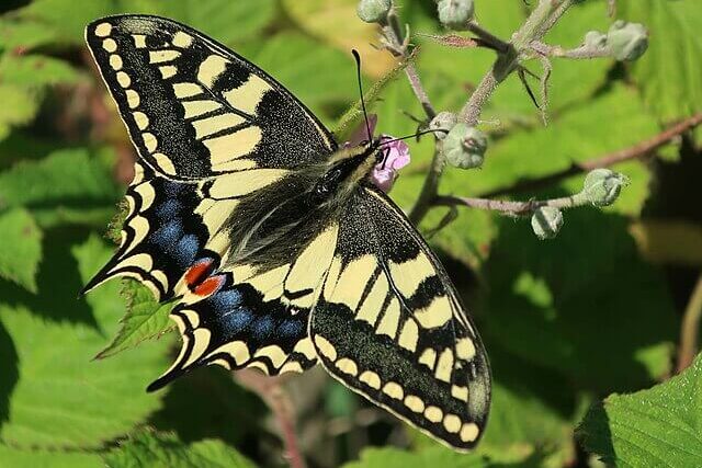 Close-up of a swallowtail butterfly showing distinctive tail markings and wing patterns