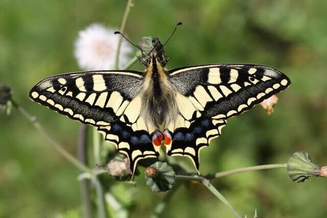 Swallowtail butterfly with yellow and black wings resting on wetland vegetation in the UK