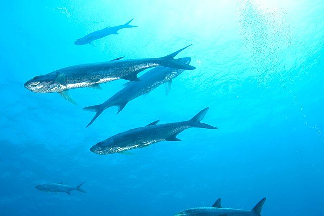 iraíba giant catfish, a migratory freshwater fish species, swimming in a South American river, threatened by overfishing and habitat loss.