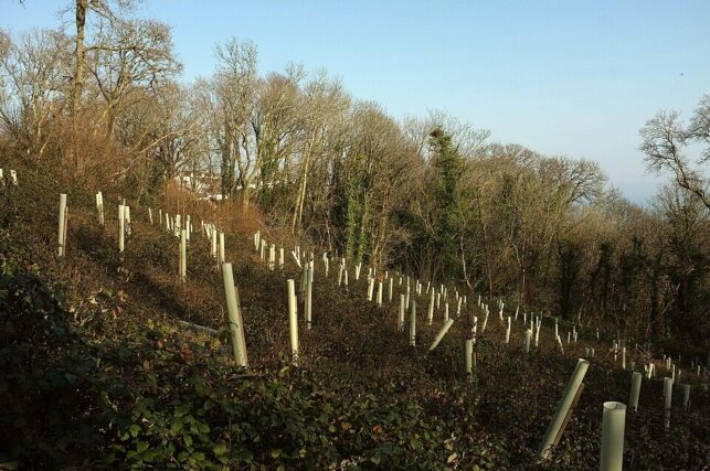 Tree planting in UK valley with saplings in guards supporting biodiversity and woodland restoration