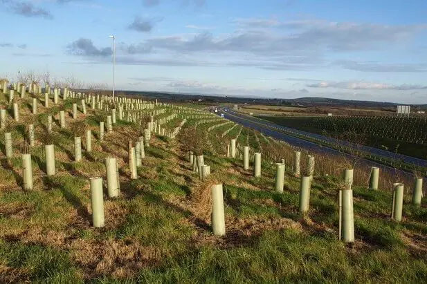 Newly planted UK trees in protective guards along roadside for reforestation and climate resilience