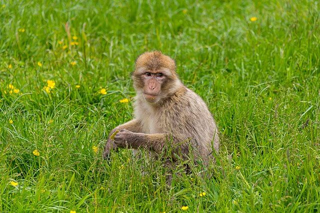 Close-up of a Barbary macaque at Trentham Monkey Forest, Stoke-on-Trent