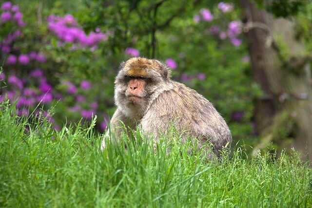 Barbary macaque in natural woodland habitat at Trentham Monkey Forest