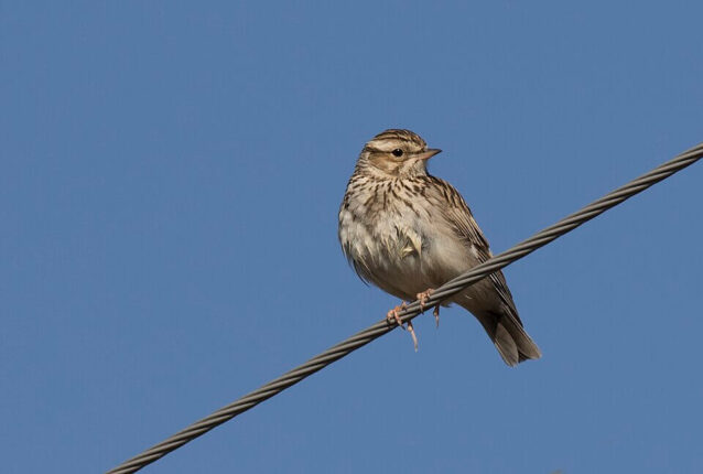 Skylark, one of the endangered ground nesting birds, resting on wire in UK.