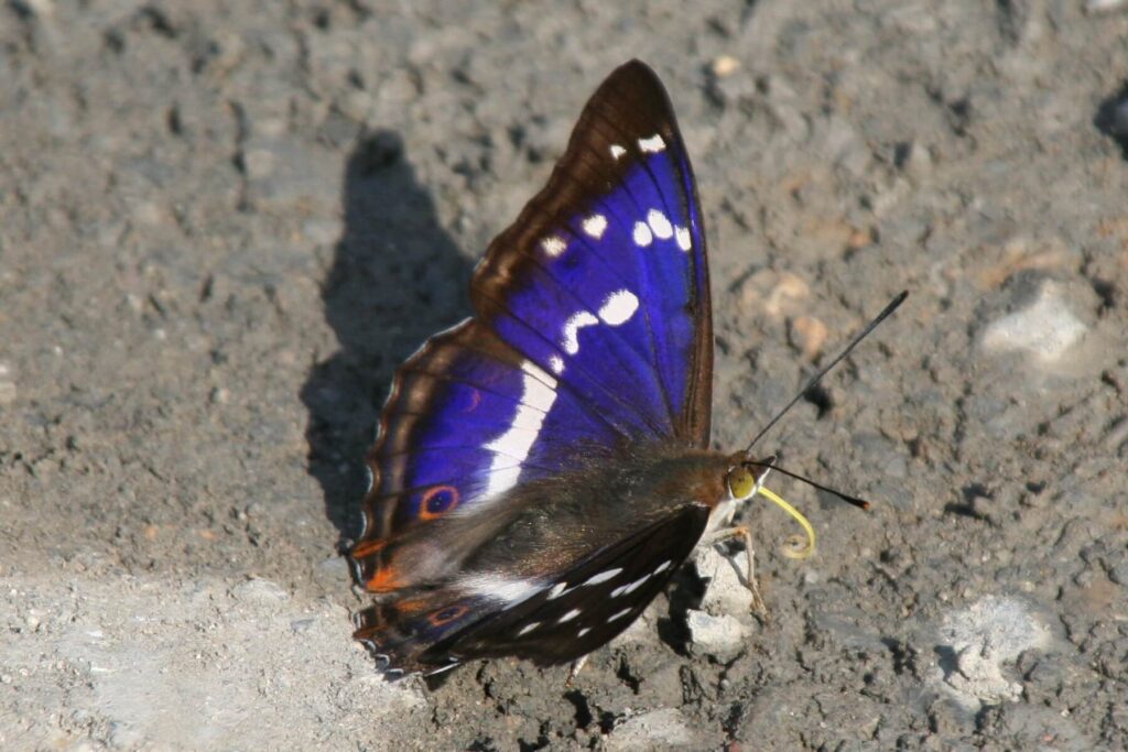 Purple emperor butterfly perched on woodland floor in a British forest, showing iridescent purple wings and white band markings