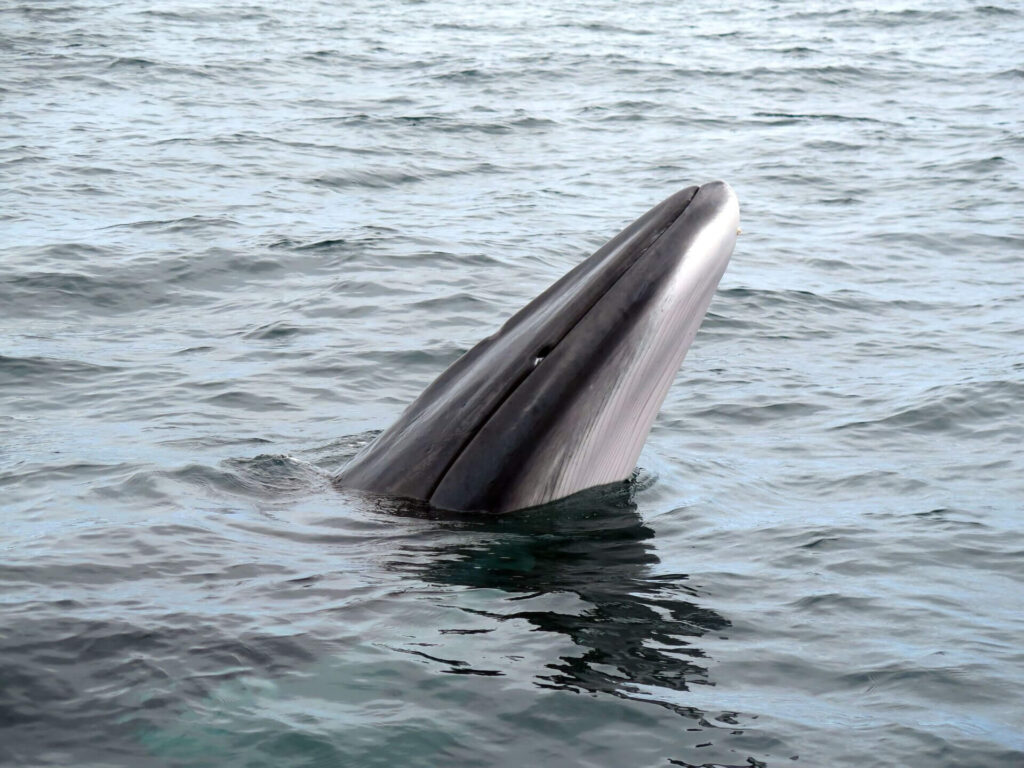 Minke whale surfacing in the North Sea with its dark streamlined body and curved dorsal fin visible above the water.
