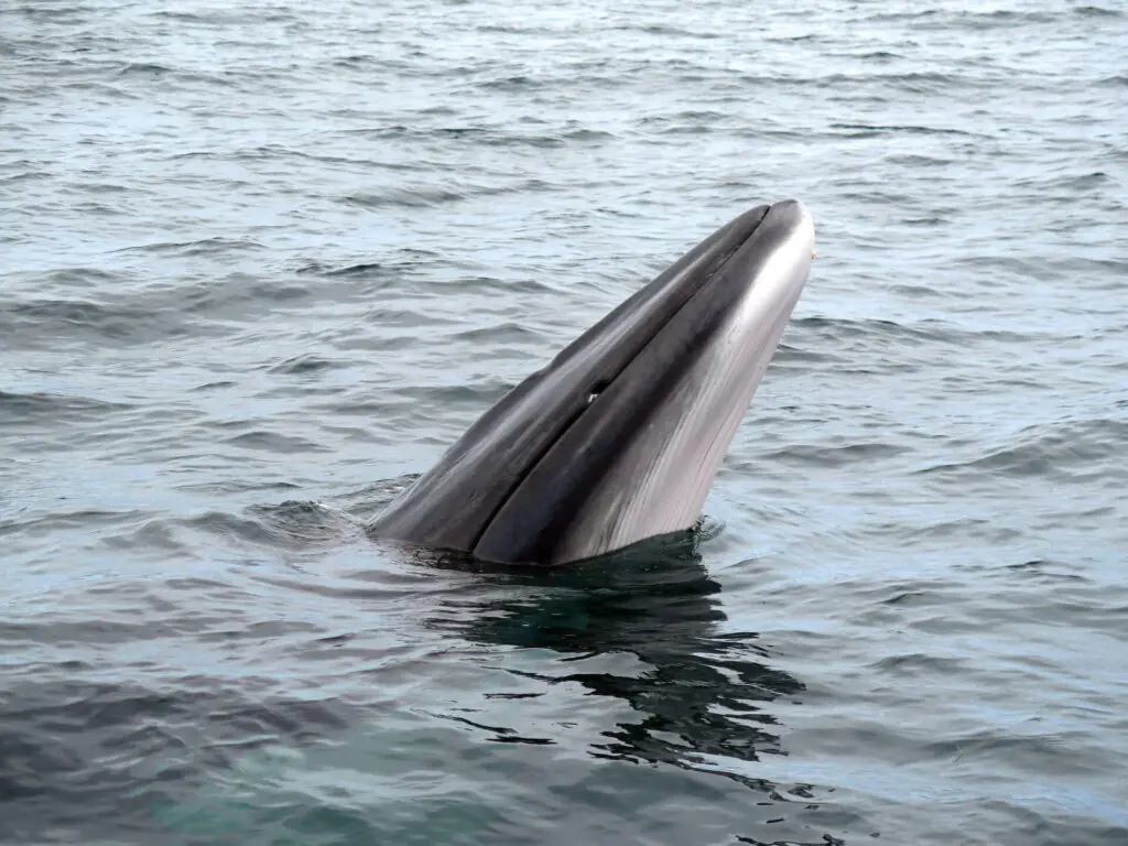 Minke whale surfacing in the North Sea with its dark streamlined body and curved dorsal fin visible above the water.