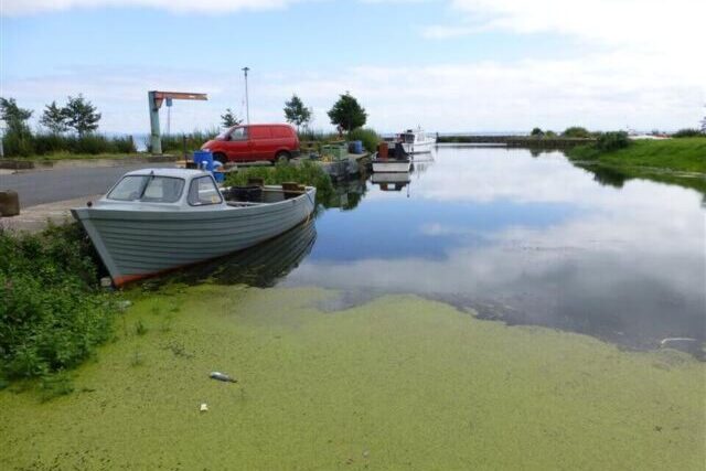 Green algal bloom covering the surface of Lough Neagh during summer pollution event