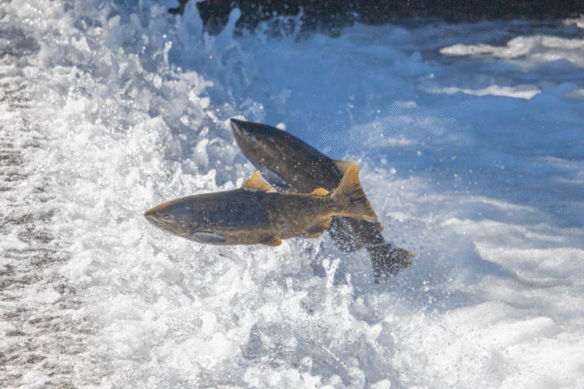 Two Atlantic salmon leaping upstream in UK river, spawning migration and freshwater ecosystem