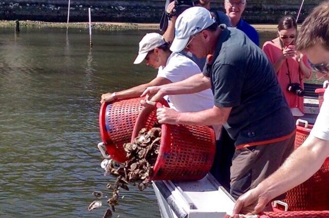 Juvenile oysters being released into the North Sea as part of a UK marine restoration project