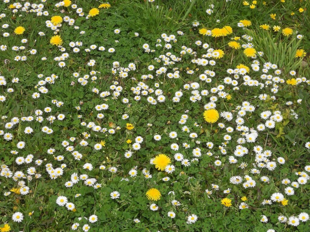 Yellow dandelions and white daisies providing habitat for pollinators