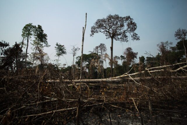 View of felled and burned forest in the rural area of Apuí, Amazonas, showing large sections of cleared land and scorched vegetation cutting through previously dense tropical rainforest.