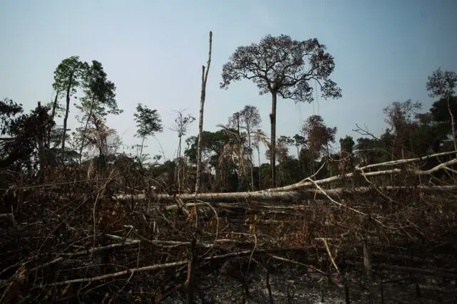 View of felled and burned forest in the rural area of Apuí, Amazonas, showing large sections of cleared land and scorched vegetation cutting through previously dense tropical rainforest.
