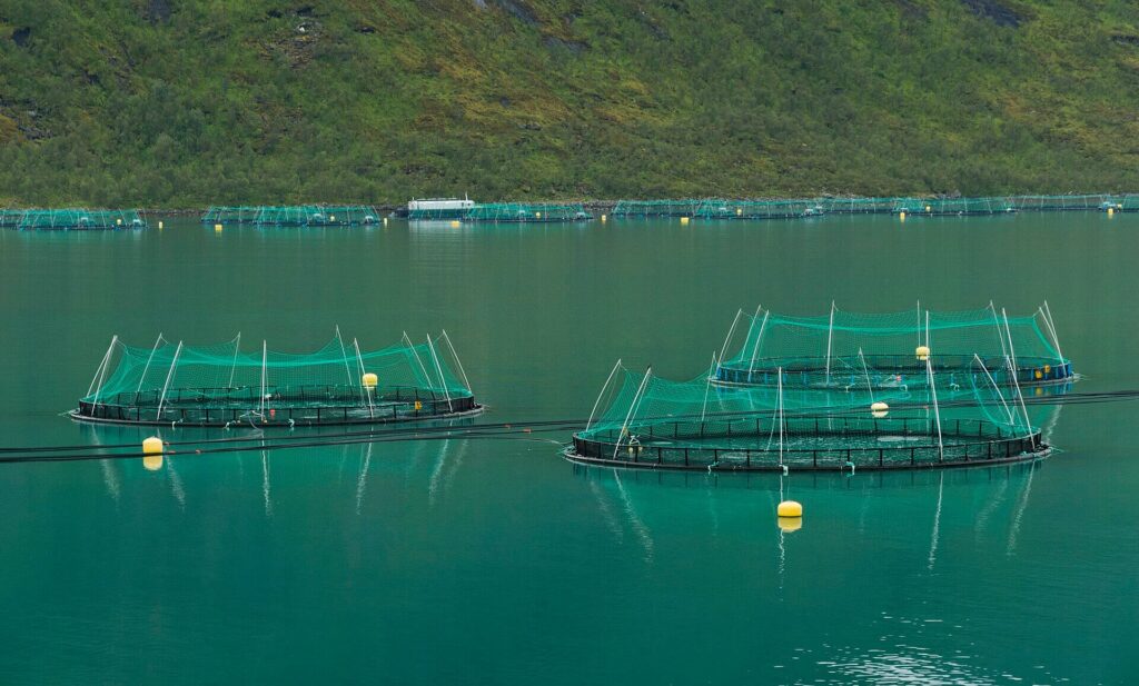 Open-net salmon fish farm floating in a Norwegian fjord with circular sea cages surrounded by calm water and mountainous coastal landscape.