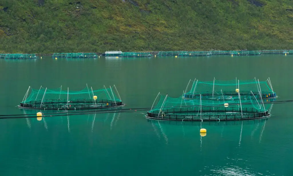 Open-net salmon fish farm floating in a Norwegian fjord with circular sea cages surrounded by calm water and mountainous coastal landscape.