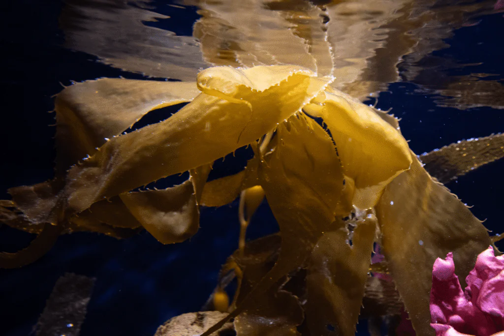 Golden kelp swaying underwater in a coastal marine ecosystem, providing habitat and shelter for fish and other sea life.