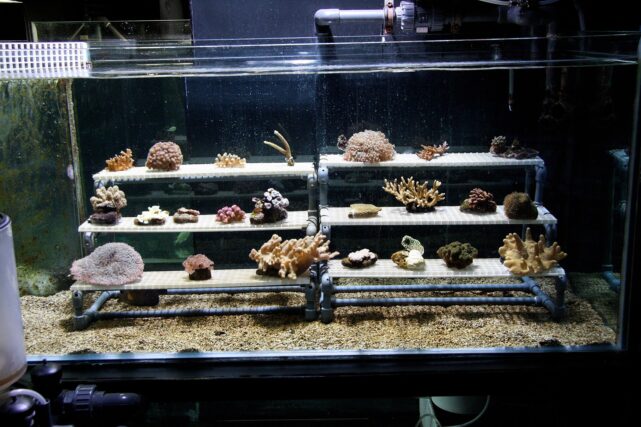 Scientists cultivate young coral fragments inside a controlled water tank environment used for marine restoration and conservation research.