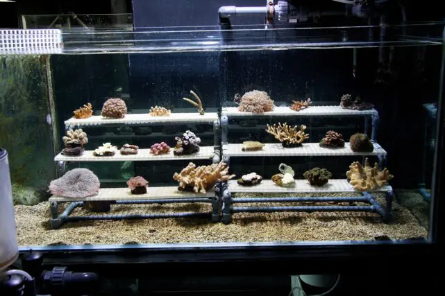 Scientists cultivate young coral fragments inside a controlled water tank environment used for marine restoration and conservation research.