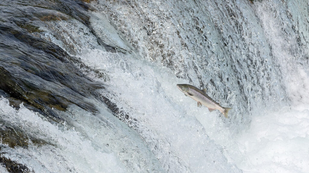 Atlantic salmon jumping upstream in UK river during spawning migration, freshwater wildlife