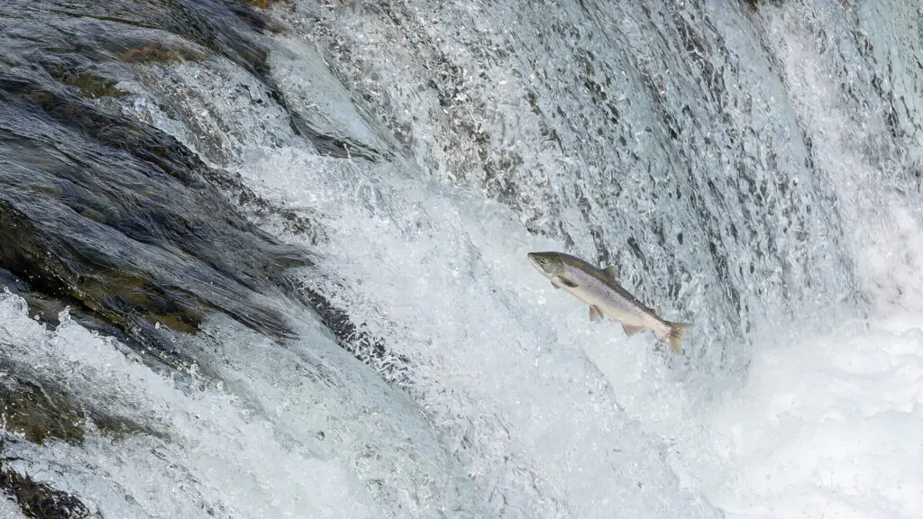 Atlantic salmon jumping upstream in UK river during spawning migration, freshwater wildlife