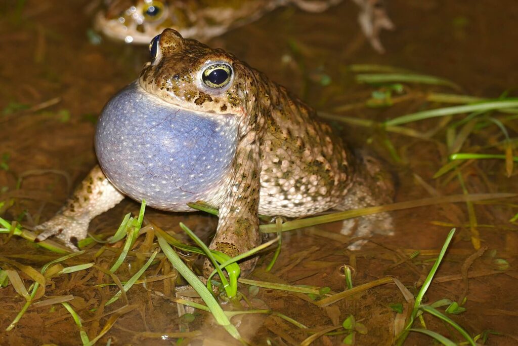 Male natterjack toad making mating call in coastal habitat in Scotland