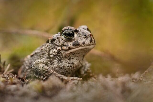 Natterjack toad resting on sandy coastal habitat on the Solway Coast