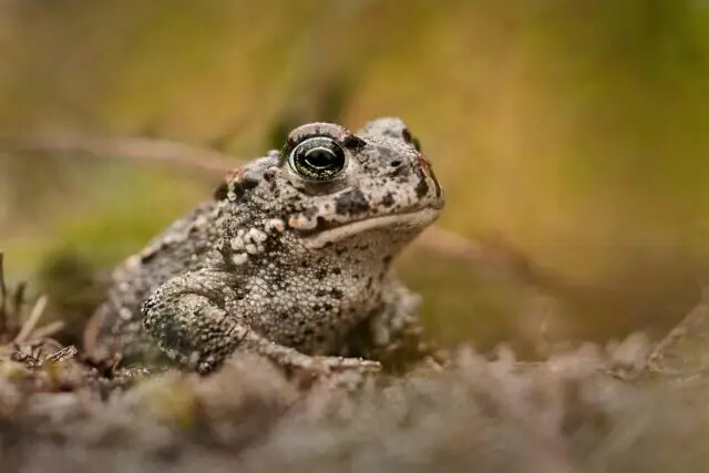 Natterjack toad resting on sandy coastal habitat on the Solway Coast