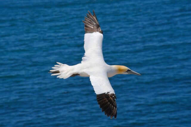 Northern gannet flying over the waters of the St Lawrence ecosystem, where researchers monitored PFAS levels in seabird eggs