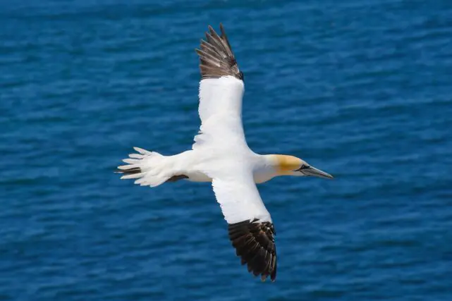 Northern gannet flying over the waters of the St Lawrence ecosystem, where researchers monitored PFAS levels in seabird eggs