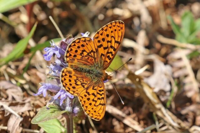 Pearl-bordered fritillary butterfly resting on wildflower in grassland, displaying orange wings with black spots and distinctive pale pearl-like edge markings