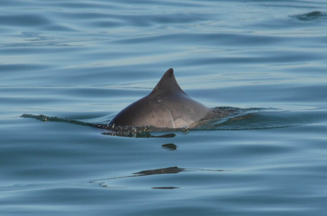 Harbour porpoise swimming near the sea surface with its small dark-grey body and triangular dorsal fin emerging from the water.