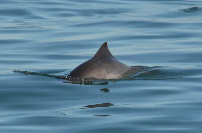 Harbour porpoise swimming near the sea surface with its small dark-grey body and triangular dorsal fin emerging from the water.